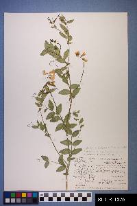 Lathyrus laetivirens image